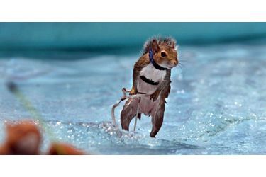 Twiggy l&#039;écureuil star du jet-ski en juin 2000