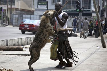 Un homme et sa hyène à Lagos, au Nigeria