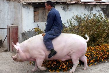 Zhang Xianping et son cochon Big Precious à Zhangjiakou, en Chine