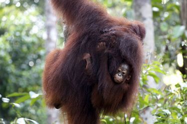 Avec les orang-outans du Kalimantan, en Indonésie