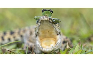 La fable de la grenouille et du crocodile