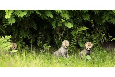 Première sortie pour les petits guépards du zoo de Münster, en Allemagne