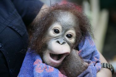 Sauvé, Splish le bébé orang-outan passe à la douche
