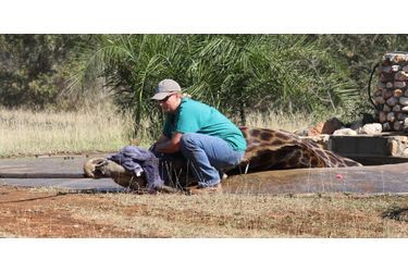Une girafe sauvée d'un puits dans lequel elle était tombée
