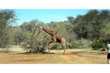 Une girafe sauvée d'un puits dans lequel elle était tombée