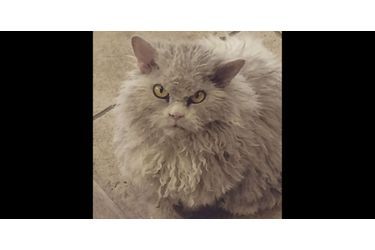 Albert, le chat perpétuellement en colère
