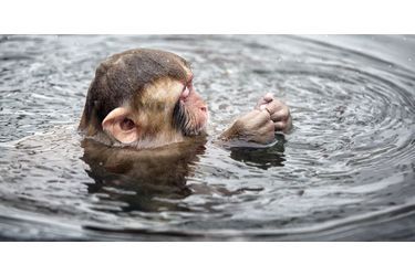 Bain au calme pour les macaques japonais