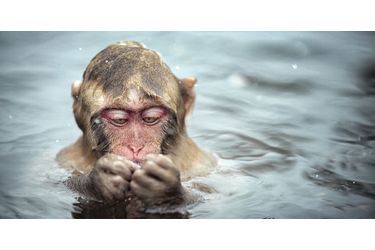 Bain au calme pour les macaques japonais