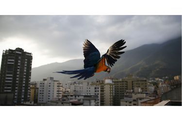 Les aras rouges de Caracas