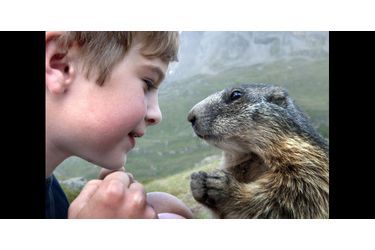 Matteo, 11 ans, a été adopté par un groupe de marmottes