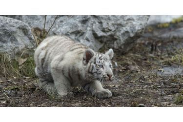 Nés en mars, les tigres blancs sont déjà de sortie - Photos