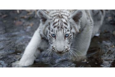 Nés en mars, les tigres blancs sont déjà de sortie - Photos