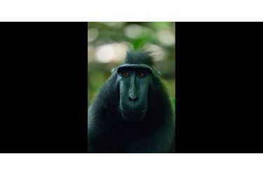 Le cri du macaque indonésien