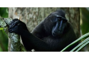 Le cri du macaque indonésien