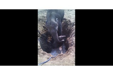 Une éléphante a sauvé son petit tombé dans un puits
