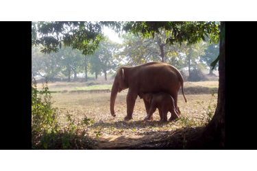Une éléphante a sauvé son petit tombé dans un puits