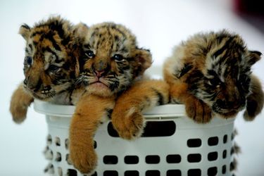 A un mois, les petits tigres de Sibérie sont déjà féroces