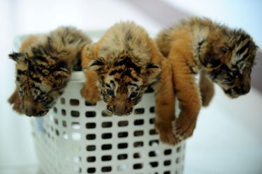 A un mois, les petits tigres de Sibérie sont déjà féroces