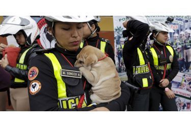 Les policiers péruviens viennent en aide aux animaux errants