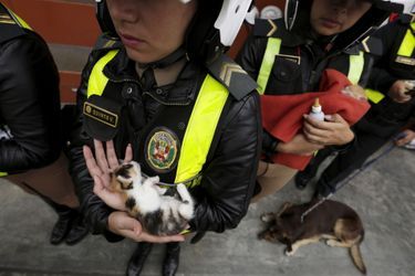Les policiers péruviens viennent en aide aux animaux errants