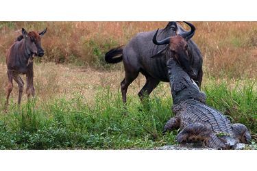 Bataille entre un crocodile et un hippopotame pour un gnou