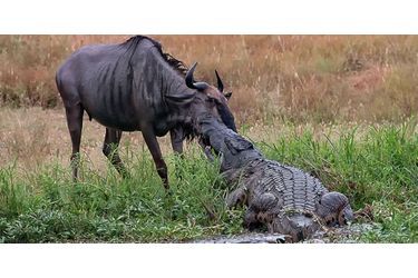 Bataille entre un crocodile et un hippopotame pour un gnou