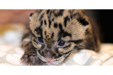 Mowgli le petit léopard tacheté