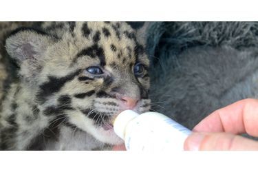 Mowgli le petit léopard tacheté