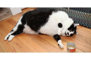 Sprinkles, la chatte obèse est au régime