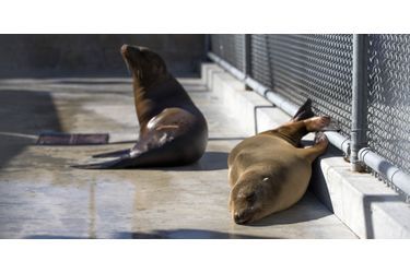 Des lions de mer sauvés par le Marine Mammal Center