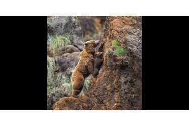 Le petit ours brun apprend à grimper avec sa mère