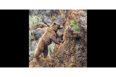 Le petit ours brun apprend à grimper avec sa mère