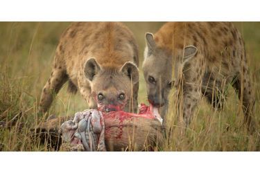 Le vautour a rapidement lâché face aux hyènes