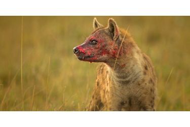 Le vautour a rapidement lâché face aux hyènes