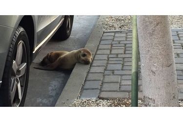 Rubbish, le petit lion de mer retrouvé dans les rues de San Francisco