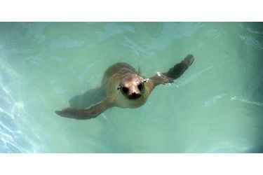 Un des lions de mer sauvés par le Marine Mammal Center