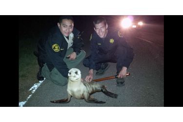 Un lion de mer a été sauvé par deux policiers à Fort Bragg