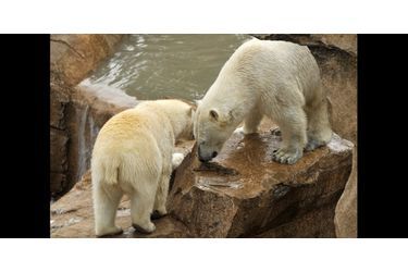 Flocke et Raspoutine, les deux ours polaires du Marineland d'Antibes