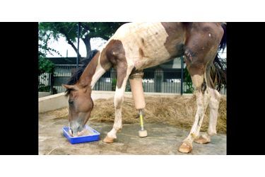 Macho le cheval a été sauvé après avoir été découvert à moitié mort près d'une route (Inde, juin 2003)