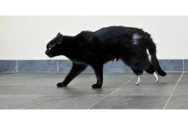 Oscar le chat a perdu ses deux pattes à cause d'une moissonneuse batteuse (Grande-Bretagne, juin 2010)