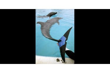 Ruji le dauphin a perdu une partie de sa nageoire à cause d'une maladie (Japon, février 2007)
