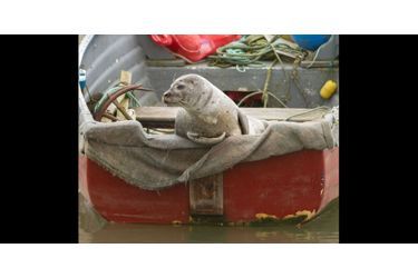 Ce phoque s&#039;est posé sur un bateau de pêcheur