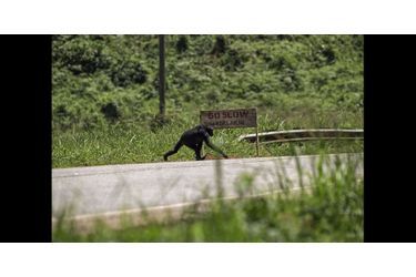 Chimpanzé traversant une route 