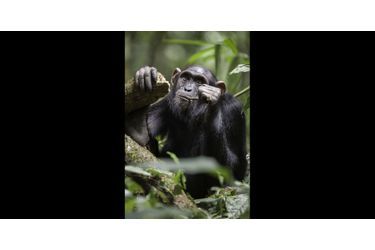Chimpanzé utilisant une baguette pour récupérer du miel 