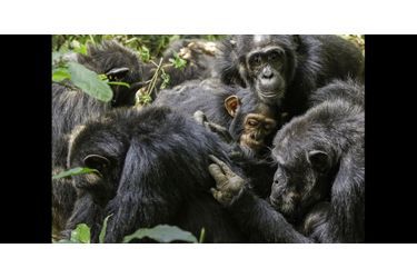 Chimpanzés en séance d'épouillage 