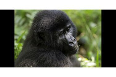 Gorille de l’Est femelle adulte 