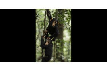 Jeunes chimpanzés