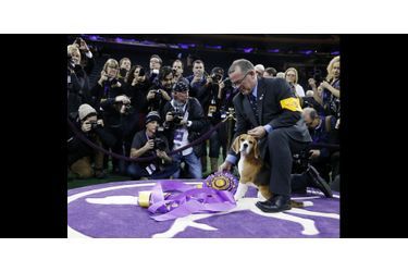Le beagle Miss P a été élue meilleur chien de l'année au concours de Westminster