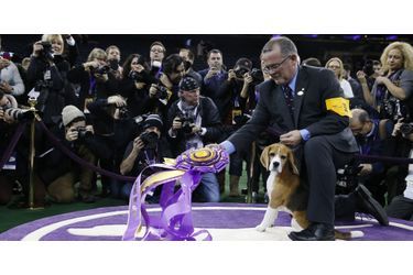 Le beagle Miss P a été élue meilleur chien de l'année au concours de Westminster