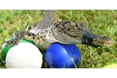 Les crocodiles montrent leur côté joueur